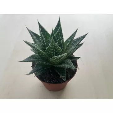 Gasteria Durban