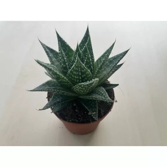 Gasteria Durban