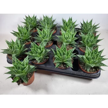 Gasteria Durban