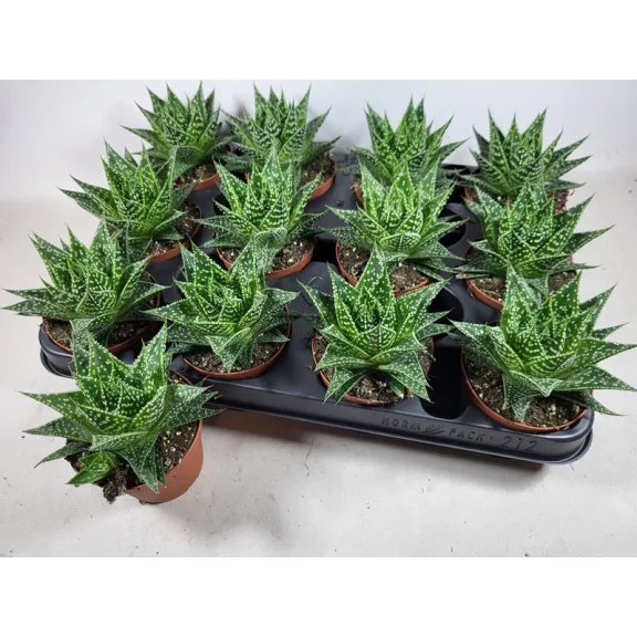 Gasteria Durban