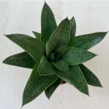 Gasteria x Aloe Tiga