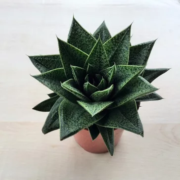 Gasteria x Aloe Tiga nagy méretű