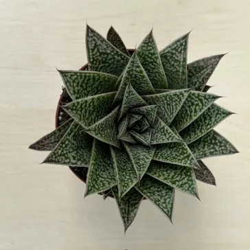 Gasteria x Aloe Tiga nagy méretű