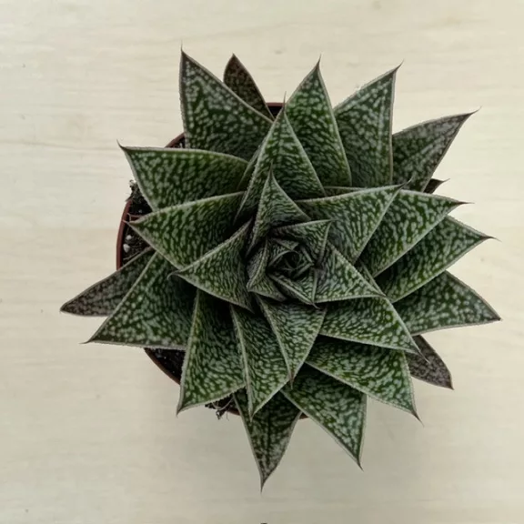 Gasteria x Aloe Tiga nagy méretű