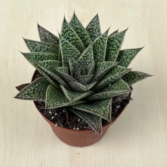 Gasteria x Aloe Tiga nagy méretű