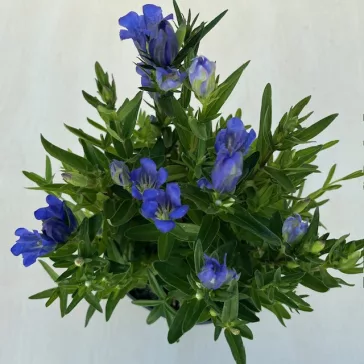 Gentiana 'Diana' - hibrid tárnics - ELVIRÁGZOTT