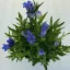 Gentiana 'Diana' - hibrid tárnics - ELVIRÁGZOTT