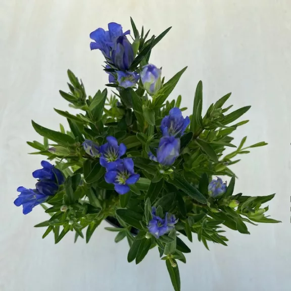 Gentiana 'Diana' - hibrid tárnics - ELVIRÁGZOTT