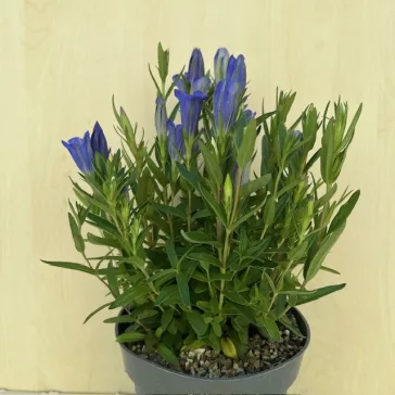 Gentiana 'Diana' - hibrid tárnics - ELVIRÁGZOTT