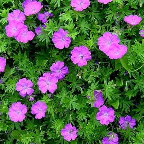Geranium 'Tiny Monster' - Piros gólyaorr