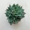 Graptopetalum altair
