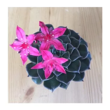 Graptopetalum bellum 'Vega' Virág nélkül