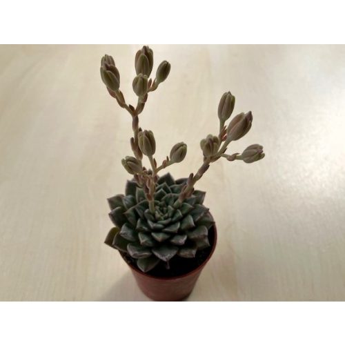 Graptopetalum bellum 'Vega' 5,5 cm cserépméret