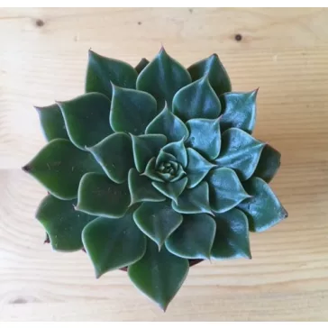 Graptopetalum bellum 'Vega' Virág nélkül