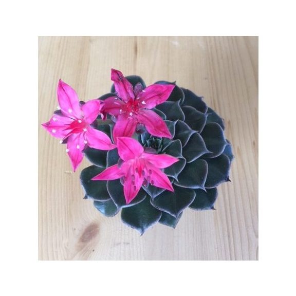 Graptopetalum bellum 'Vega' - Virág nélkül