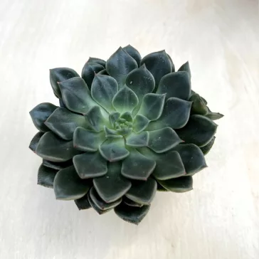 Graptopetalum bellum 'Vega' Virág nélkül