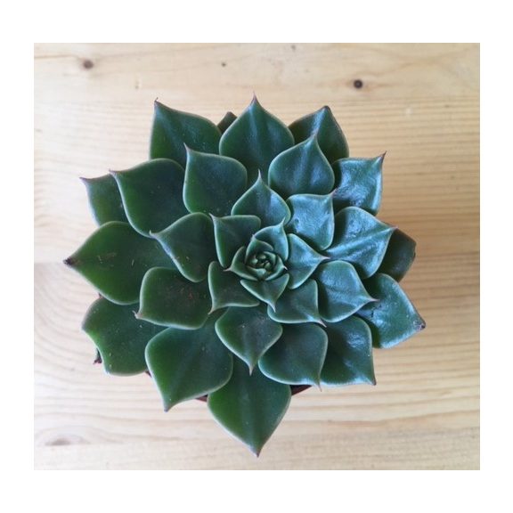 Graptopetalum bellum 'Vega' - Virág nélkül