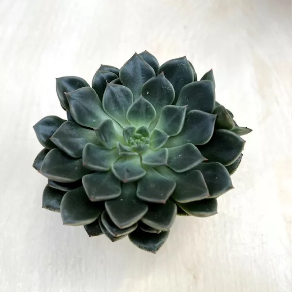Graptopetalum bellum 'Vega' Virág nélkül