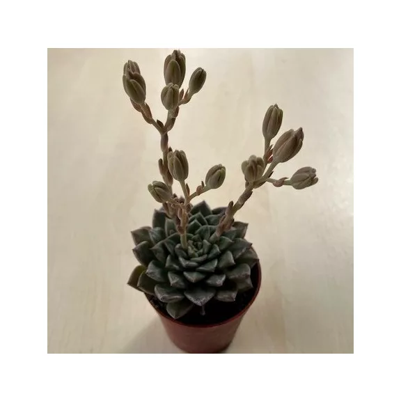 Graptopetalum bellum 'Vega' Virág nélkül
