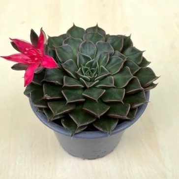 Graptopetalum bellum 'Vega' Nagyobb