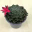 Graptopetalum bellum 'Vega' Nagyobb