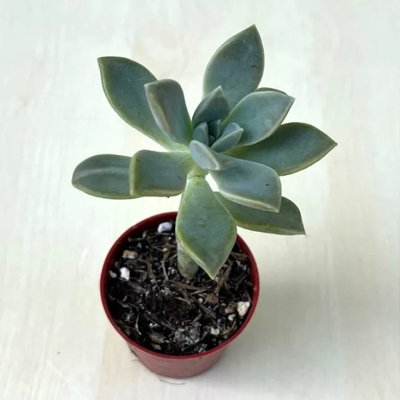 Graptopetalum paraguayense 5,5 Graptopetalum paraguayense 5,5