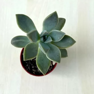 Graptopetalum paraguayense 5,5