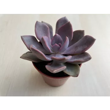 Graptoveria 'Debbie'