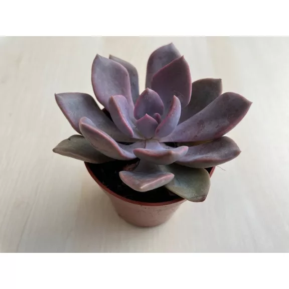 Graptoveria 'Debbie'