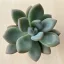 Graptoveria 
