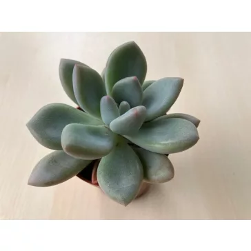 Graptoveria 
