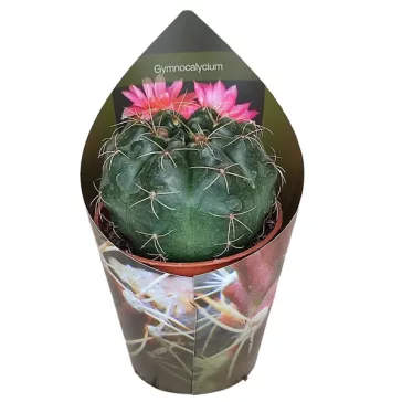 Gymnocalycium baldianum