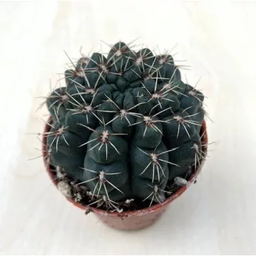 Gymnocalycium baldianum