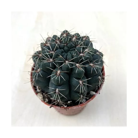 Gymnocalycium baldianum