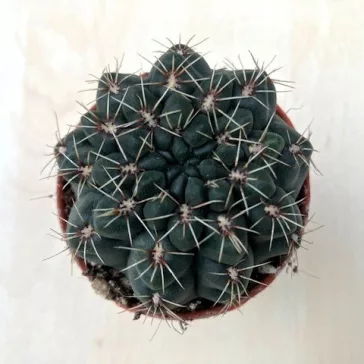 Gymnocalycium baldianum