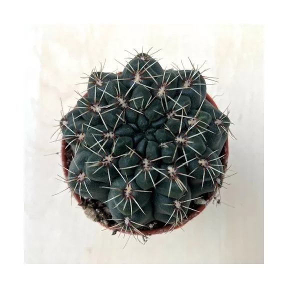 Gymnocalycium baldianum