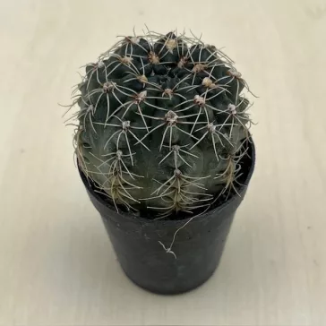 Gymnocalycium erinaceum