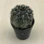 Gymnocalycium erinaceum