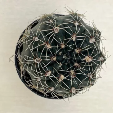 Gymnocalycium erinaceum