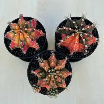 Gymnocalycium mihanovichii Japan (1 db)