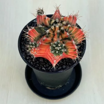 Gymnocalycium mihanovichii Japan (1 db)
