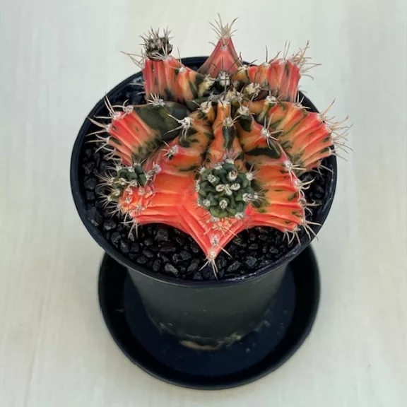 Gymnocalycium mihanovichii Japan (1 db)