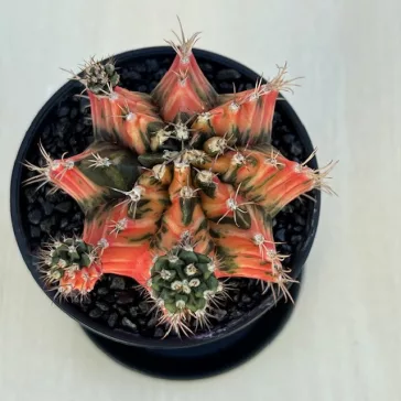 Gymnocalycium mihanovichii Japan (1 db)