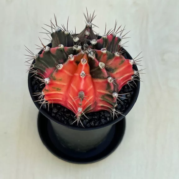 Gymnocalycium mihanovichii Japan (1 db)
