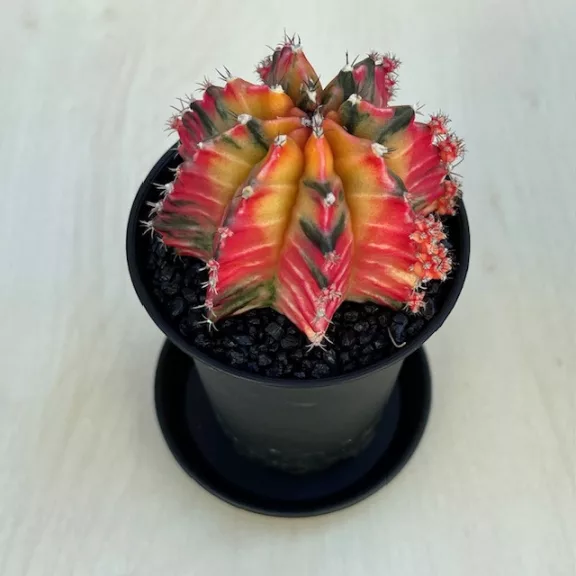 Gymnocalycium mihanovichii Japan (1 db)