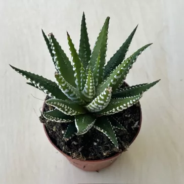 Haworthia fasciata 'Big Band'