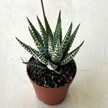Haworthia fasciata 'Big Band'