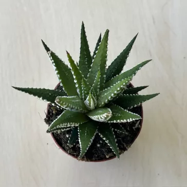 Haworthia fasciata 'Big Band'