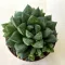 Haworthia cooperi