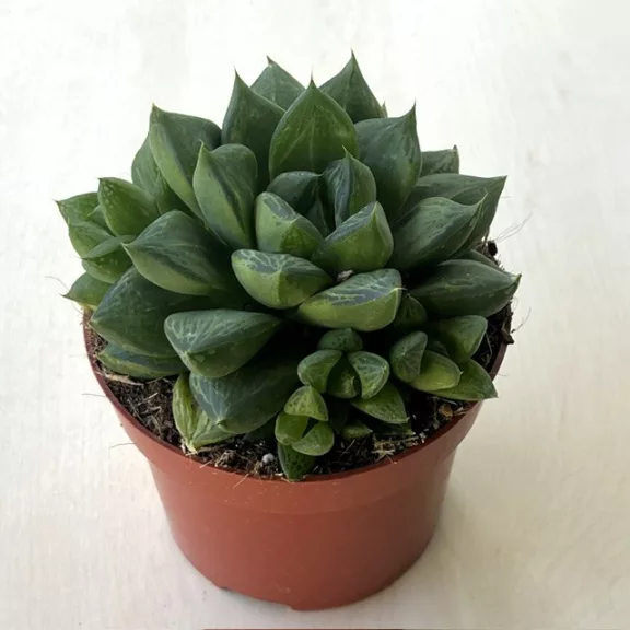 Haworthia cooperi